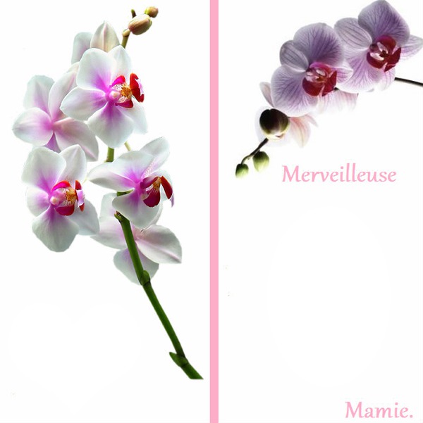 carte postale orchidée Photo frame effect