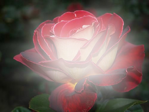 rose rouge Photo frame effect