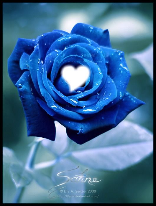 синяя роза Фотомонтаж