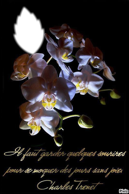 orchidées Fotomontagem