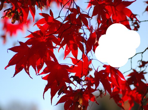 érable japonnais feuille rouge Фотомонтаж