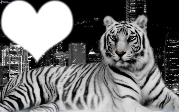 jaime les tigres Fotomontagem
