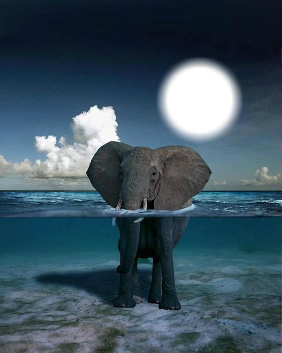 elephant Фотомонтаж