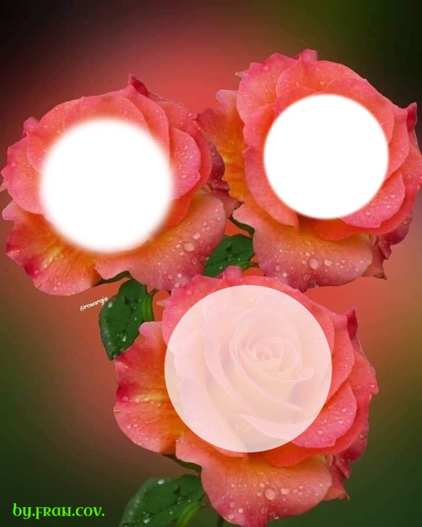 Tre rose Fotomontaggio