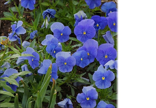 fleurs bleu Fotomontage