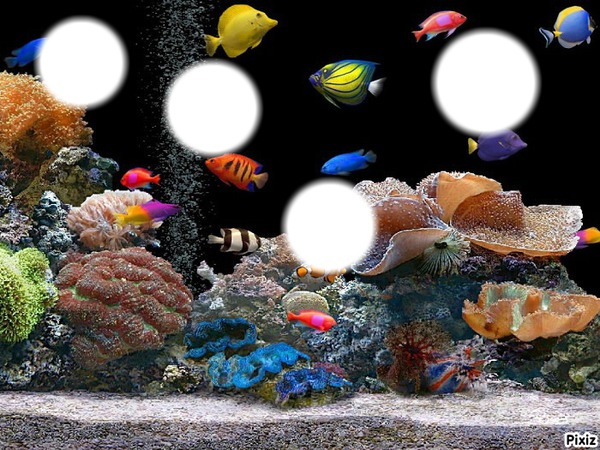 *Aquarium* Photo frame effect