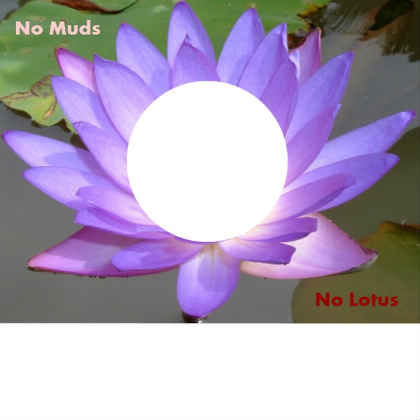 No Muds, No Lotus Fotomontagem