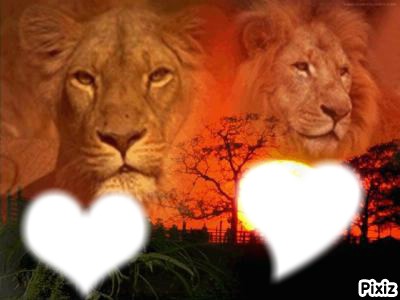 Lion d'afrique Fotomontage