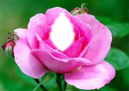 pink rose Фотомонтажа