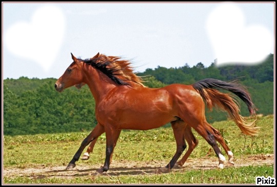 cheval Fotomontaža