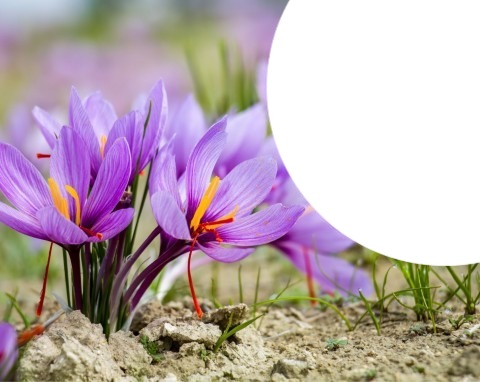wiosna-krokusy Fotomontasje