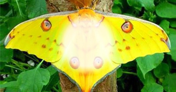 mariposa Fotomontagem