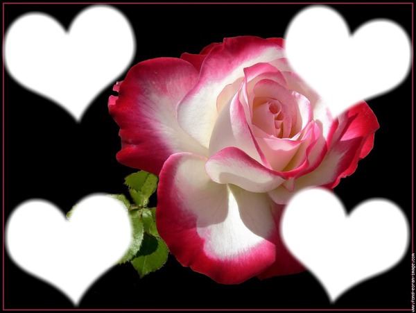 amour rose Fotomontage