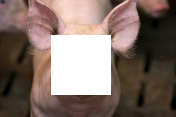 Piggy Photo frame effect