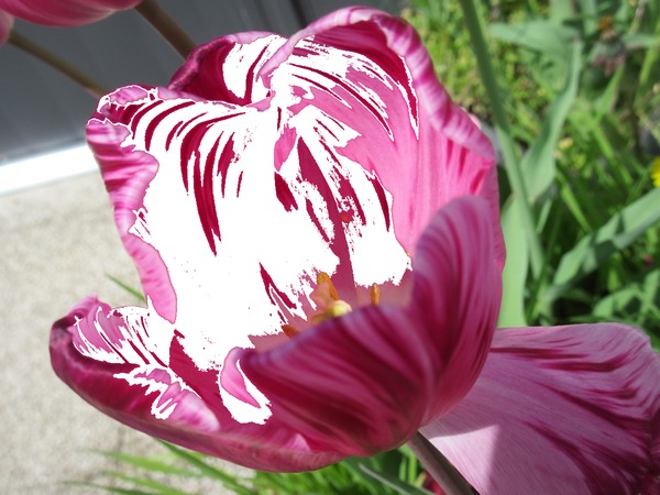 Tulipe Fotomontaža