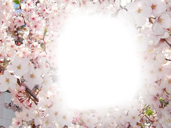 fleur de cerisier Photomontage