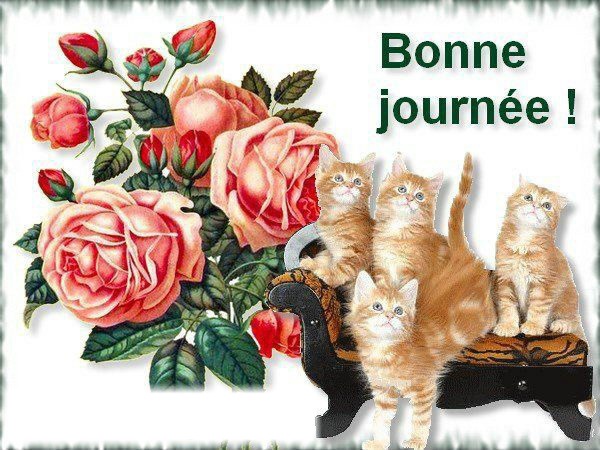bonne journée avec chats et roses 1 cadre photo フォトモンタージュ