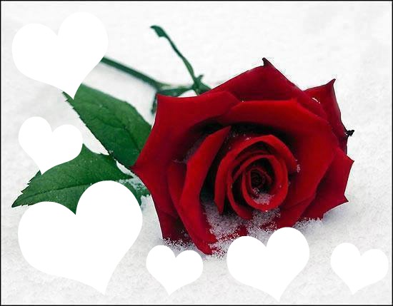 Red rose (trandafir rosu) Photomontage