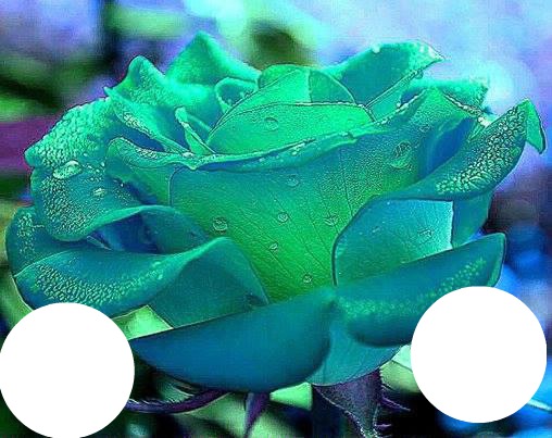 rose bleu Фотомонтаж