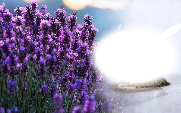 lavender Φωτομοντάζ