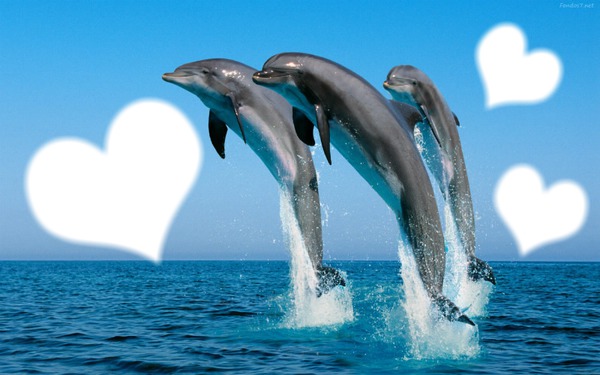 entre Bellos Delfines Fotomontagem
