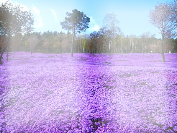 paisagem purple Photo frame effect