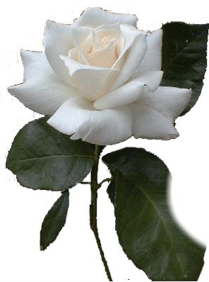 rose blanche Fotomontasje