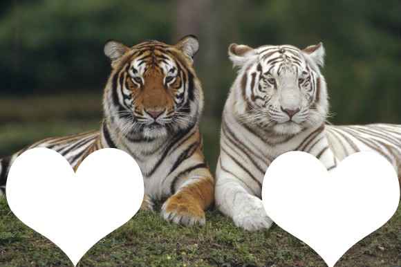 tiger love Фотомонтаж