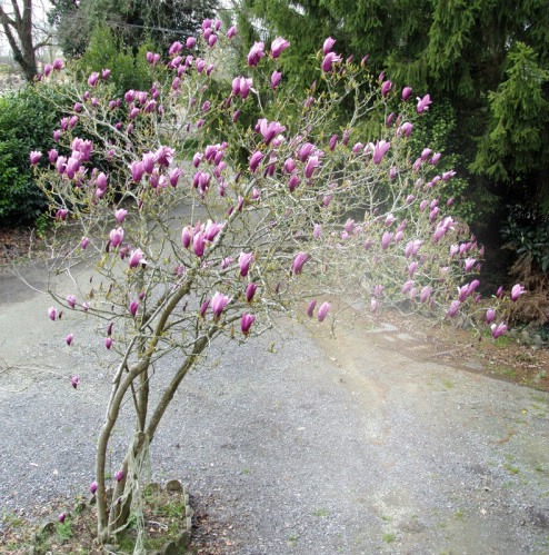 magnolia Montaje fotografico