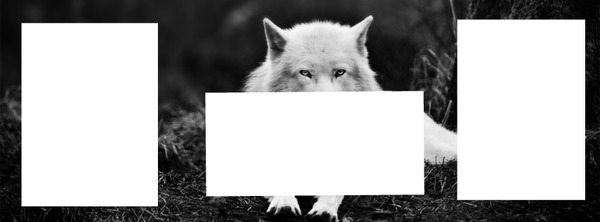 Regard du loup blanc Photo frame effect