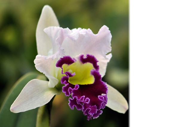 orchide Fotomontaggio