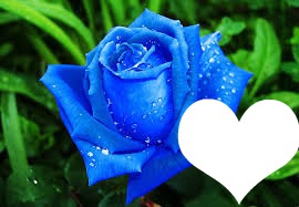 flor de rosas azules Φωτομοντάζ