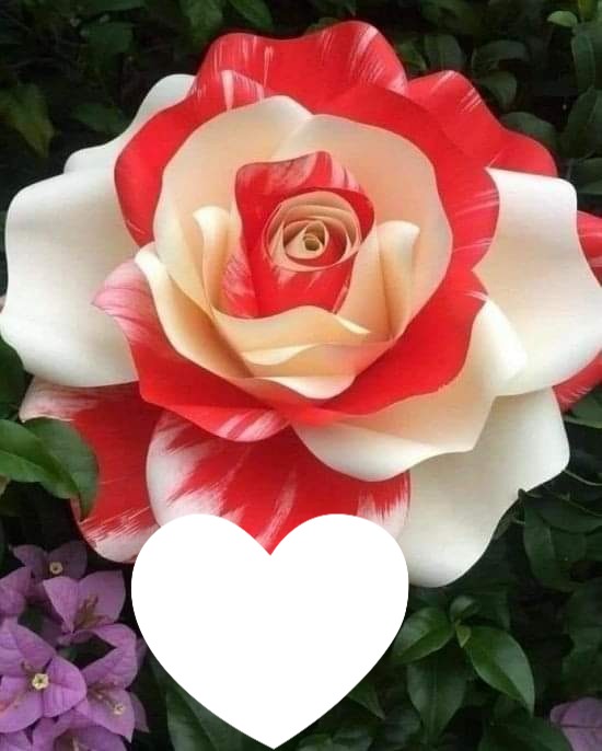 Jolie rose Фотомонтаж