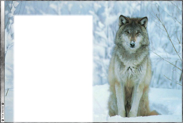 Wolf Фотомонтажа