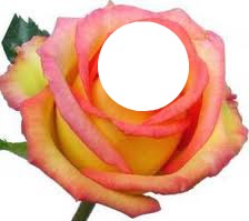 rose orangée Fotomontaggio