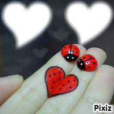 coccinelle Photo frame effect