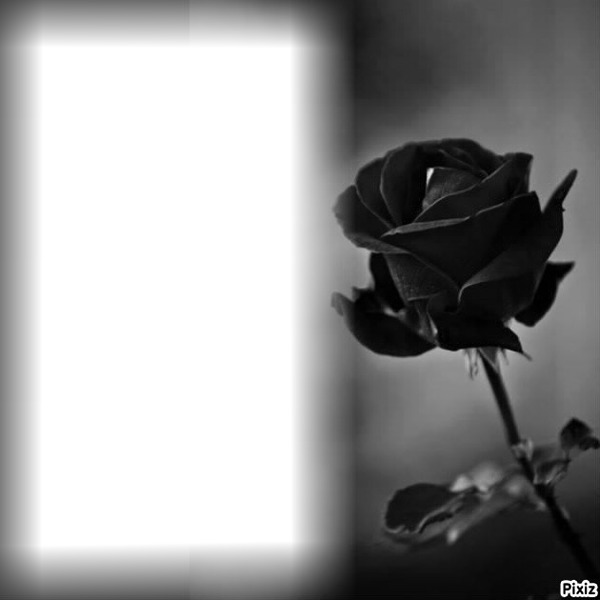 roses Photo frame effect