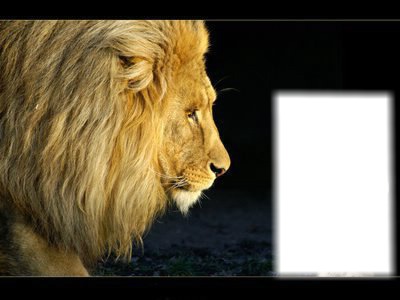Lion Φωτομοντάζ