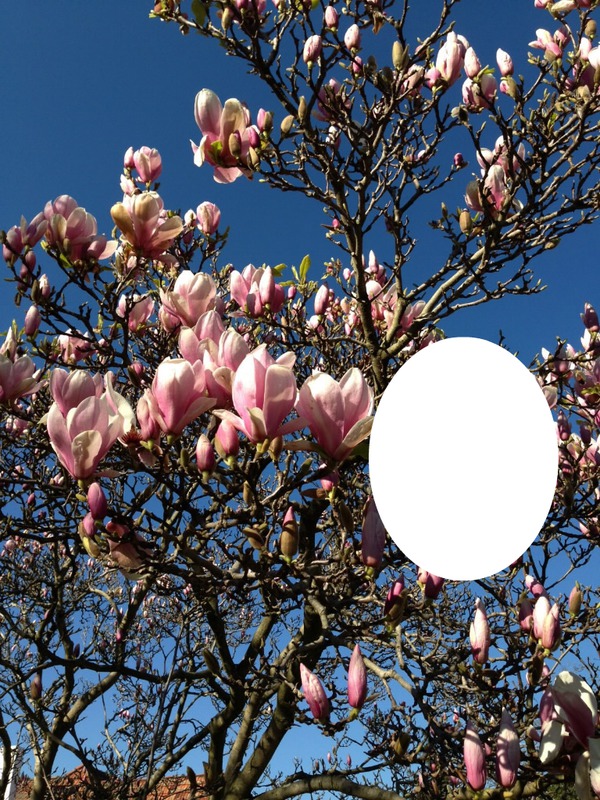 magnolias Fotomontāža