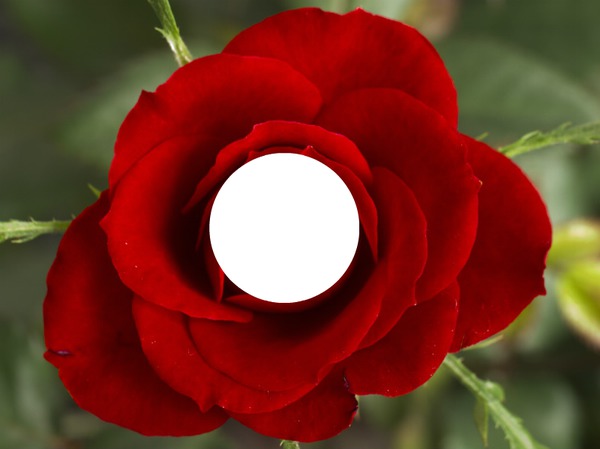 La rose rouge Photo frame effect