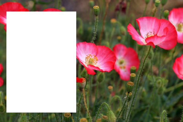 cadre fleur Montaje fotografico