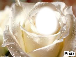 rose romantique Photo frame effect