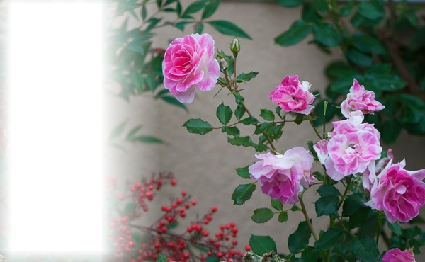 Roses d'antan Photomontage