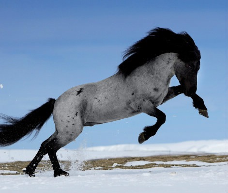 cheval fou Photomontage