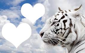 tigre blanc Fotomontagem