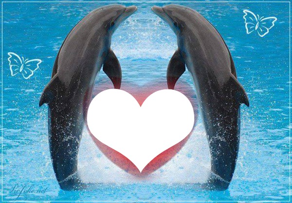 2 dauphins amoureux 1 photo Photomontage