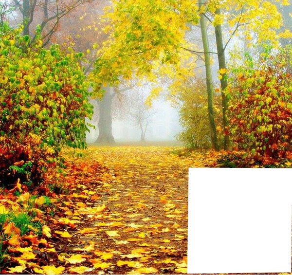 Forêt en automne フォトモンタージュ