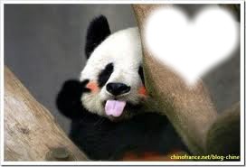 panda Fotomontagem