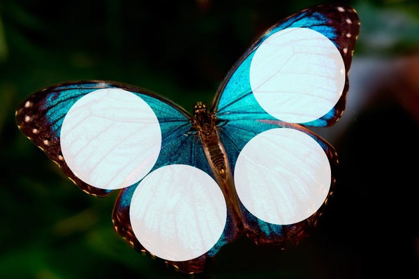 mariposa Fotomontagem
