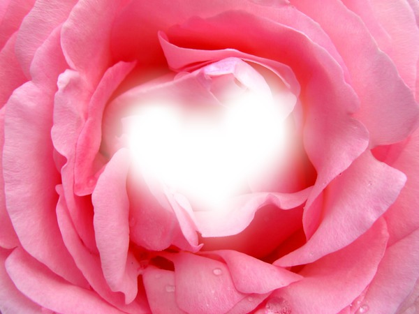 Au cœur de la rose Photomontage
